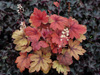 uraweczka Heucherella 'Sweet Tea'